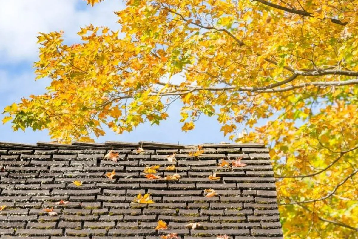 Comprehensive roof inspection evaluating wood shake wear and tree debris in Pasadena CA